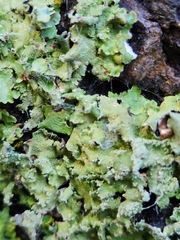 Flavopunctelia flaventior