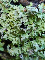 Flavopunctelia flaventior