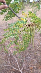 Stryphnodendron rotundifolium
