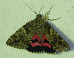 Catocala sponsa