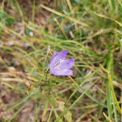 Campanula martinii