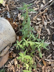 Parietaria pensylvanica