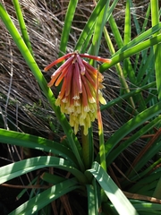 Kniphofia fluviatilis