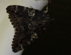 Catocala sponsa