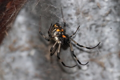 Nephilengys malabarensis