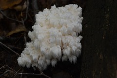 Hericium americanum