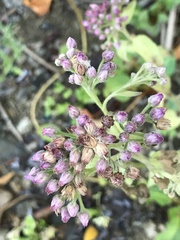 Pluchea odorata odorata