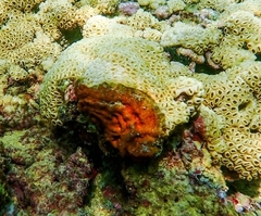 Palythoa caribaeorum