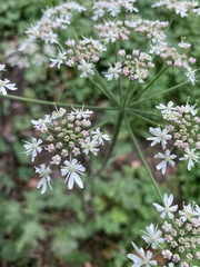 Heracleum sphondylium