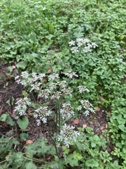Heracleum sphondylium