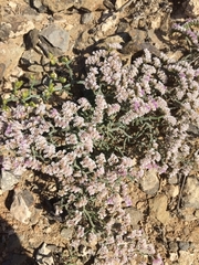 Limonium papillatum