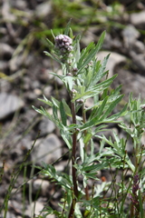 Artemisia tilesii