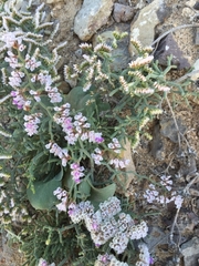 Limonium papillatum
