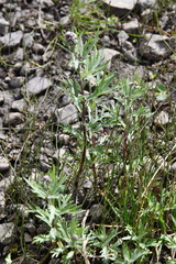 Artemisia tilesii