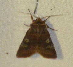 Cerastis leucographa