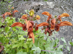 Salvia aurea