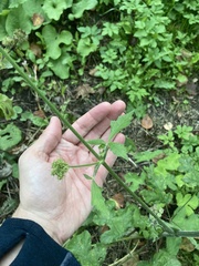 Heracleum sphondylium
