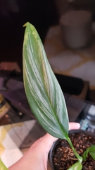 Epipremnum amplissimum