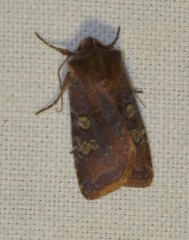 Cerastis leucographa