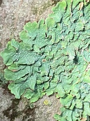 Ricasolia quercizans