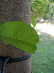 Annonaceae