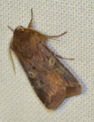 Cerastis leucographa