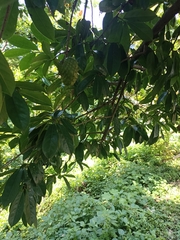 Annonaceae