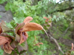 Salvia aurea