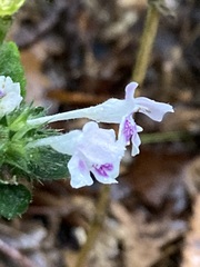 Galeopsis