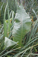 Rumex hydrolapathum