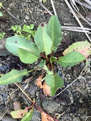 Anemopsis californica