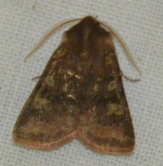 Cerastis leucographa