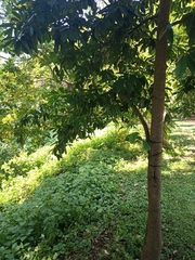 Annonaceae