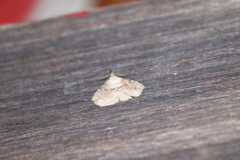 Erebidae