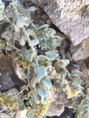 Atriplex glauca ifniensis