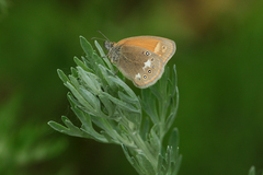 Coenonympha glycerion