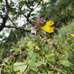 Melampyrum