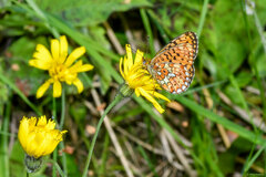Boloria euphrosyne