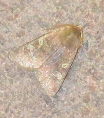 Cerastis leucographa