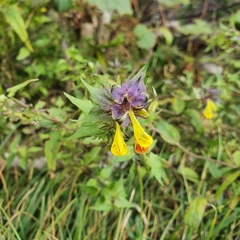 Melampyrum