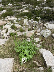 Valeriana sitchensis