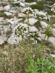 Valeriana sitchensis