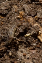 Orchesella flavescens