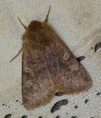 Cerastis leucographa