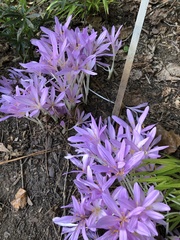 Colchicum autumnale