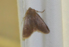 Cerastis leucographa