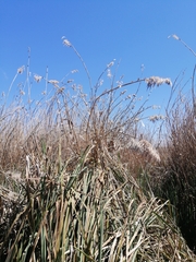 Cortaderia selloana