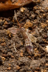 Orchesella flavescens
