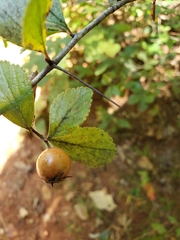 Crataegus uniflora