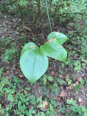 Smilax